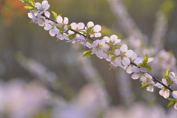 Fototapeta premium In full bloom in the peach blossom