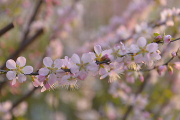 In full bloom in the peach blossom