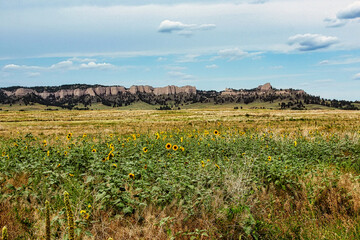 Prairie Sunflowers and the Pine Ridge Buttes in Fort Robinson State Park near Crawford Nebraska.