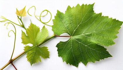 fresh green grape vine leaves isolated against a white background for design purposes
