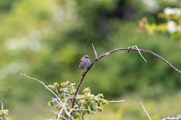 Dunnock (Prunella modularis) commonly found in woodlands parks and gardens across Europe