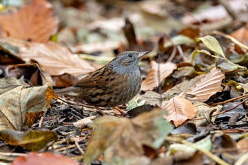 Dunnock (Prunella modularis) commonly found in woodlands parks and gardens across Europe