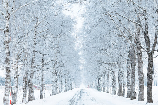 雪景色 Images – Browse 141,984 Stock Photos, Vectors, and Video