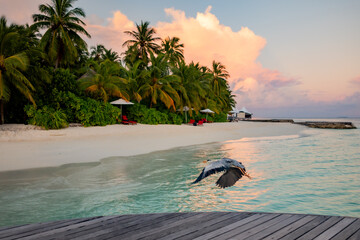 tropical beach with palm trees and a bird in the Maldives