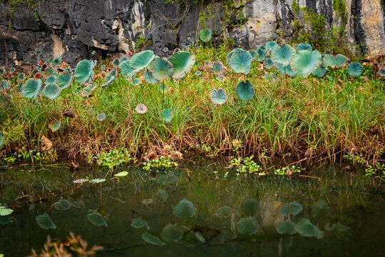Fototapeta plants on the water in Tam Cốc, Vietnam