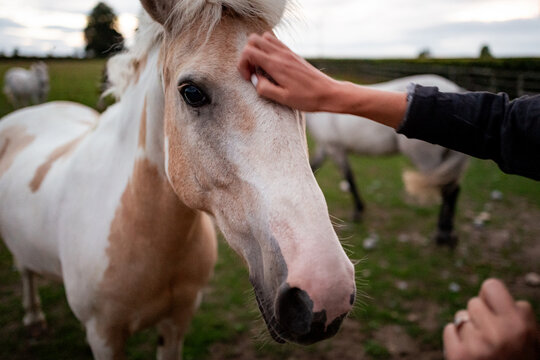 young woman with horse