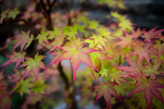 Japanese maple autumn leaves in the forest