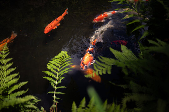 koi fish in pond