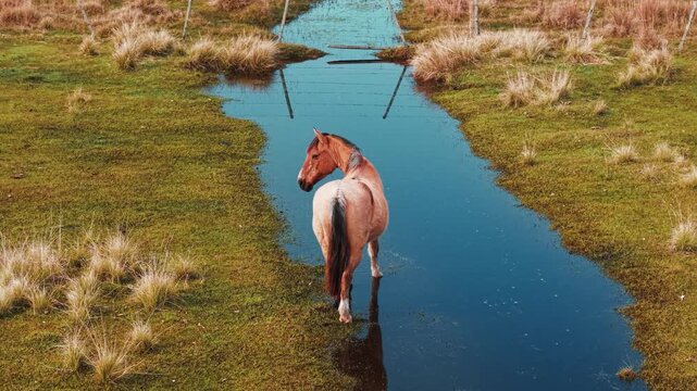 Cavalo Marrom em Curso de &Aacute;gua Azul no Campo &ndash; V&iacute;deo em 4K C&acirc;mera Lenta
