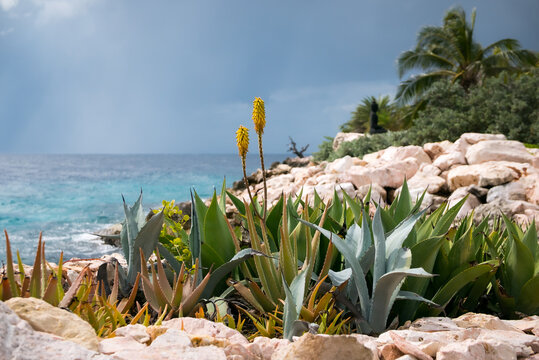 tropical shrubs on the rocks  in Willemstad, Cura&ccedil;ao