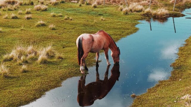 Cavalo Marrom Bebendo &Aacute;gua em Lago no Campo &ndash; V&iacute;deo Cinematogr&aacute;fico em 4K C&acirc;mera Lenta