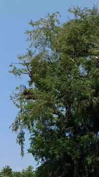 As the dense leaves of the tamarind tree (tamarindus indica) sway in the gentle breeze on a sunny day