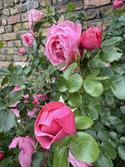 Roses Rosids Flower Love Red Yellow White Thorns Plant Shrub Spines Wild Roses Cultivated Roses Blossoms Bouquet Gift Valentine's Day Wedding Anniversary Meadow Gardener Water Spines Ornamental Plant