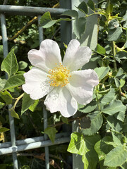 Rosaceae Ackerrose Hundsrose Rose Caninae Wildrose Heckenrose Heiderose field dog wild white pink heather rose nature pink White rosa floral Beautiful