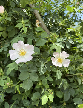Rosaceae Ackerrose Hundsrose Rose Caninae Wildrose Heckenrose Heiderose field dog wild white pink heather rose nature pink White rosa floral Beautiful