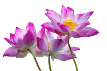 Close-up of three vibrant pink and white lotus flowers