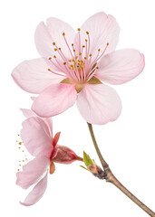 Naklejka premium Single cherry blossom, transparent background