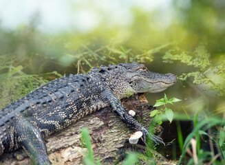 Young alligator resting on a log in Florida swamp