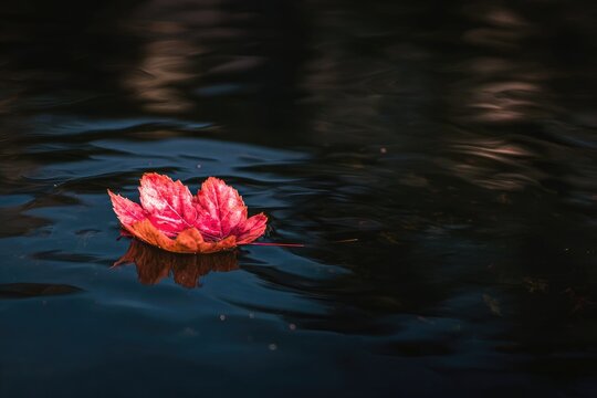 A vibrant red leaf rests on dark water
