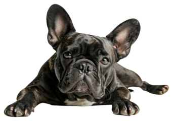 PNG French bulldog animal mammal pet.
