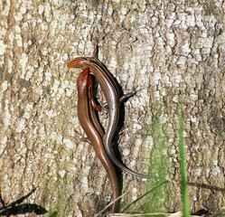 Two Florida Skinks on a Tree.