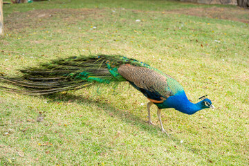 Fototapeta premium a male peacock walking at horizontal composition