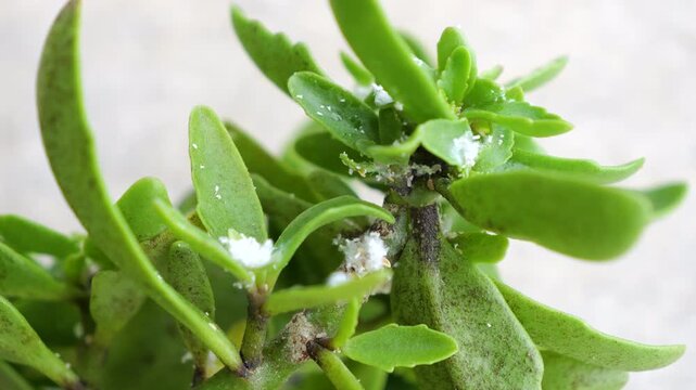 CLOSE UP, DOF, MACRO: Green succulent infested with white mealybugs. Parasitic pests that feed on plant tissue are visible on the leaves and stems, indicating a common problem with exotic houseplants.