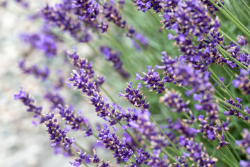 Obraz premium A field of tiny purple lavender flowers blooms in summer with an aromatic fragrance. The intense violet colored flower blooms are on thin green stems. There's a pale blue sky in the background. 