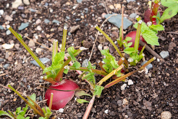 Vibrant, round red organic radishes, a root vegetable with the green leaves removed. The small, round radishes are growing in a garden row. The soil is a rich brown color. The stalks are lush green.