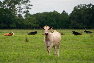 A large dairy cow standing in a green grassy field.The farm animals are black, brown, and beige colored, lying on the green field with large, lush trees in the background.The dairy cows are in a herd.