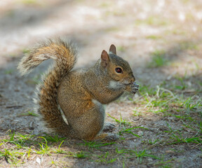 American Gray Squirrel Feeds in Florida Wetlands