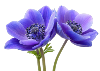 Two vibrant, close-up purple anemones.  Delicate petals,  soft gradient hues,  detailed center.  Elegant, floral