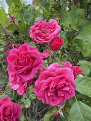 Roses Rosids Flower Love Red Yellow White Thorns Plant Shrub Spines Wild Roses Cultivated Roses Blossoms Bouquet Gift Valentine's Day Wedding Anniversary Meadow Gardener Water Spines Ornamental Plant