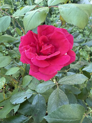Roses Rosids Flower Love Red Yellow White Thorns Plant Shrub Spines Wild Roses Cultivated Roses Blossoms Bouquet Gift Valentine's Day Wedding Anniversary Meadow Gardener Water Spines Ornamental Plant