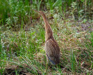 American Bittern in Florida Wetlands