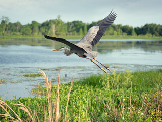 Great Blue Heron In Flight in Florida wetland