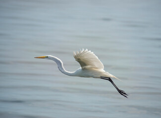 Great White Egret in flight
