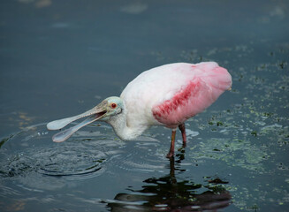 Roseate Spoonbill feeds in a lake