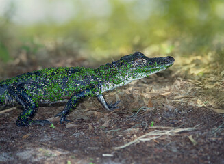 Young American Alligator in Florida Wetlands