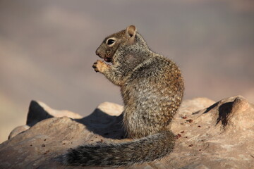squirrel in the park