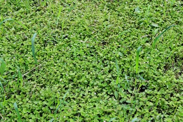 Tree shrubs and grass plant background