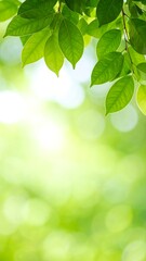 Naklejka premium Fresh green leaves in soft sunlight