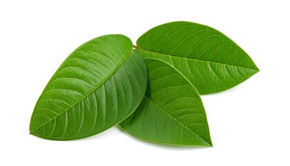 Obraz premium Fresh green leaves on white background