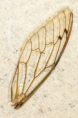 Cicada wing macro shot.