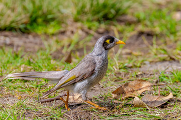 Fototapeta premium Noisy miner bird on the grass