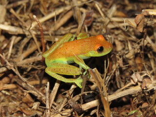 Belo anuro, Boana punctata na Amazônia tocantinense, Brasil.