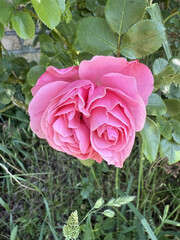 Roses Rosids Flower Love Red Yellow White Thorns Plant Shrub Spines Wild Roses Cultivated Roses Blossoms Bouquet Gift Valentine's Day Wedding Anniversary Meadow Gardener Water Spines Ornamental Plant