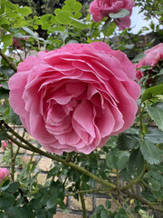 Roses Rosids Flower Love Red Yellow White Thorns Plant Shrub Spines Wild Roses Cultivated Roses Blossoms Bouquet Gift Valentine's Day Wedding Anniversary Meadow Gardener Water Spines Ornamental Plant