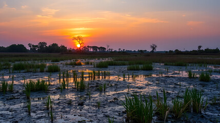 Obraz premium Comacchio, Ferrara, Emilia Romagna, Italy: sunset landscape of the swamp in the Po Delta Park nature reserve