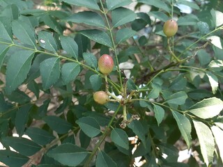 Fruit of the curry tree (Murraya koenigii) in the garden. Also known as curry bush or sweet neem, daun kari, salam koja.